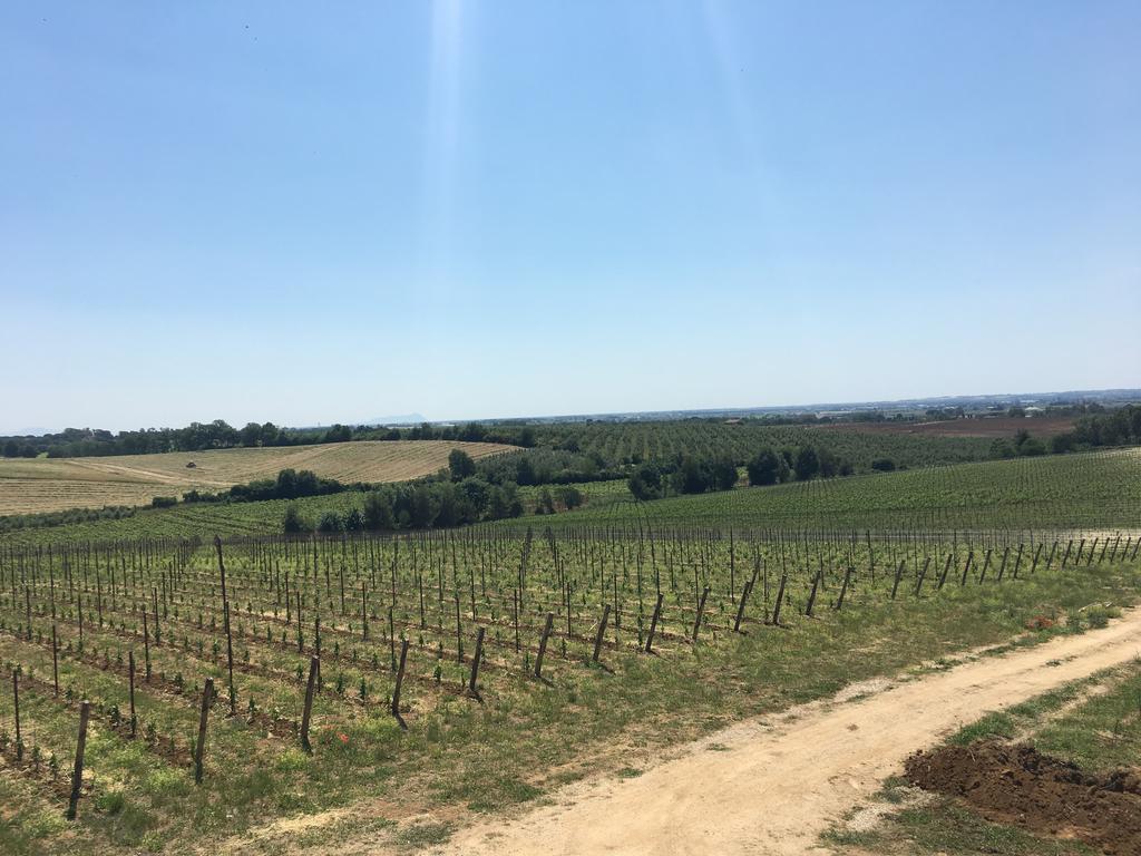 Il Casale Degli Ulivi - Agriturismo - Tenimenti Leone Lanuvio Bagian luar foto