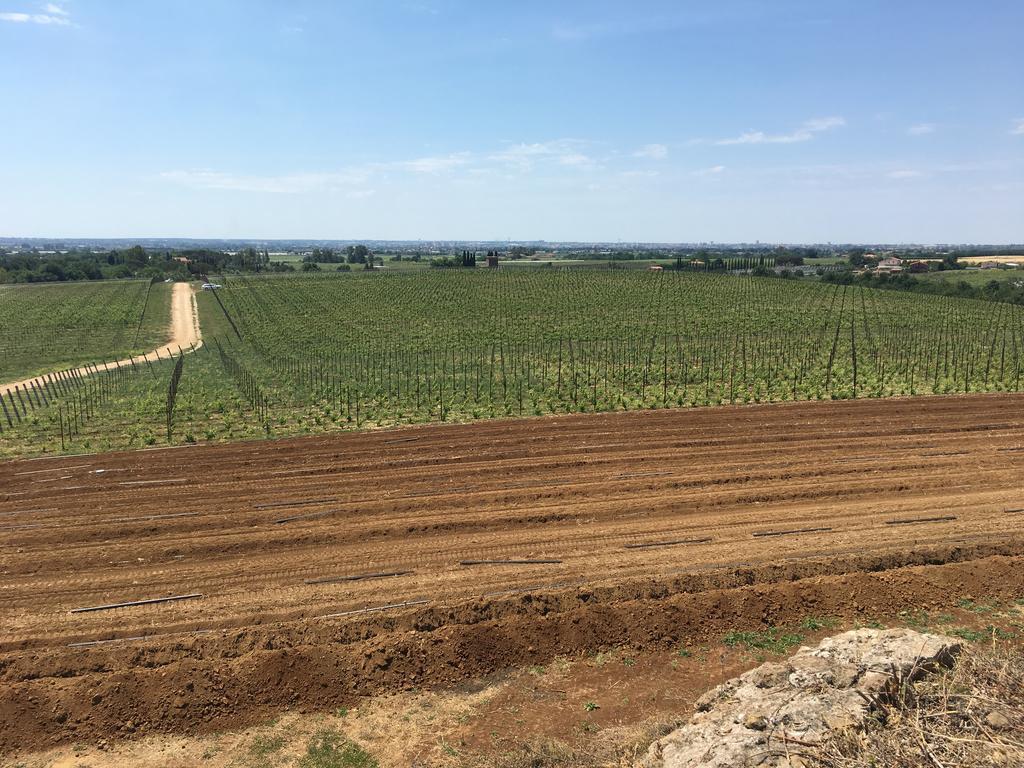 Il Casale Degli Ulivi - Agriturismo - Tenimenti Leone Lanuvio Bagian luar foto