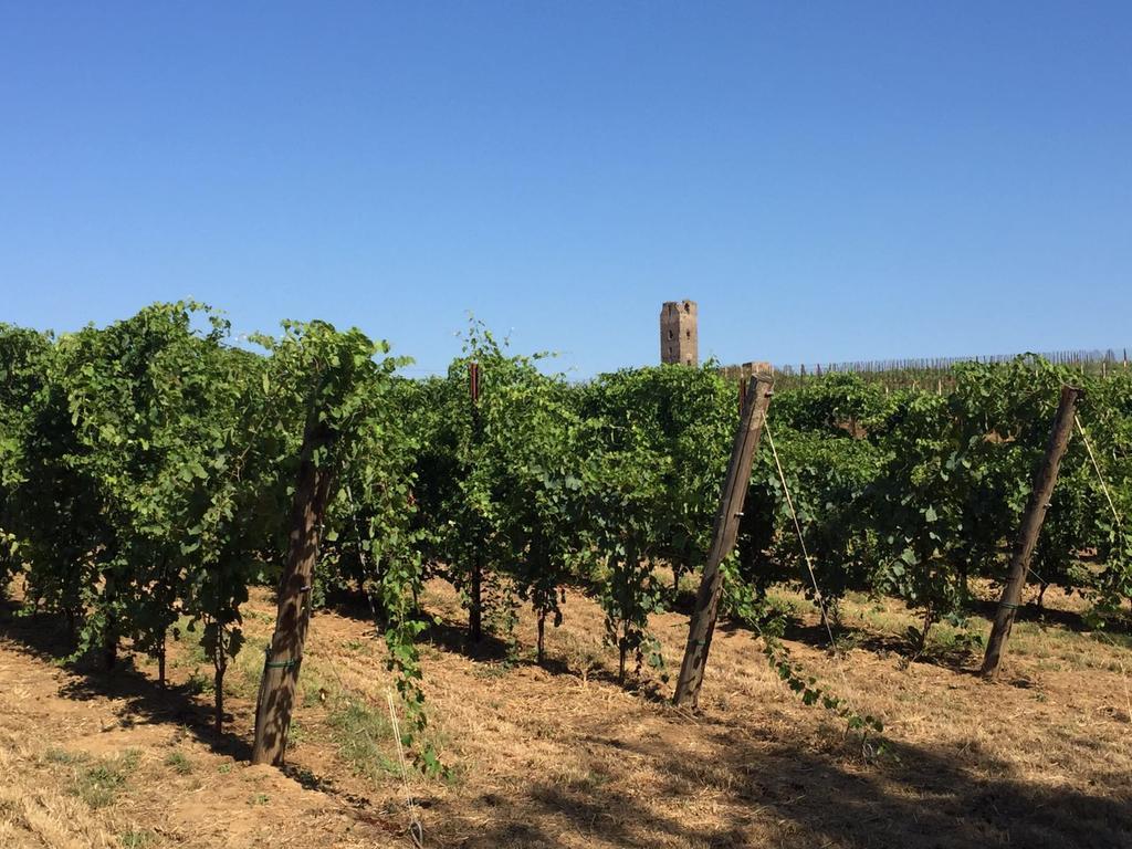 Il Casale Degli Ulivi - Agriturismo - Tenimenti Leone Lanuvio Bagian luar foto