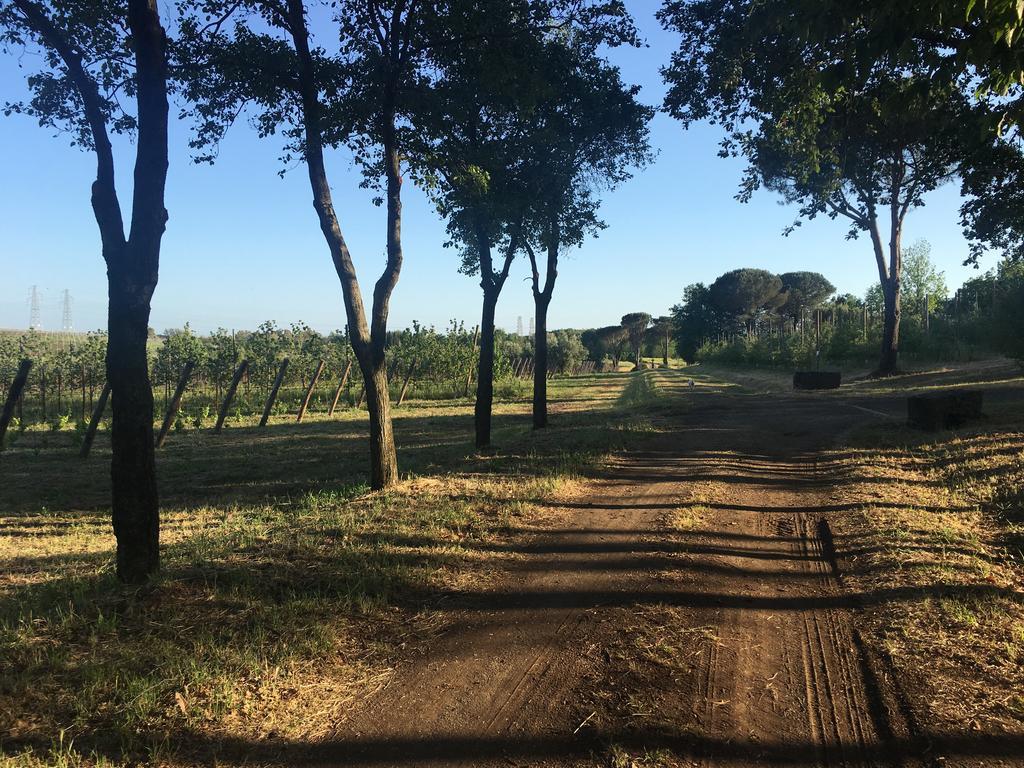 Il Casale Degli Ulivi - Agriturismo - Tenimenti Leone Lanuvio Bagian luar foto